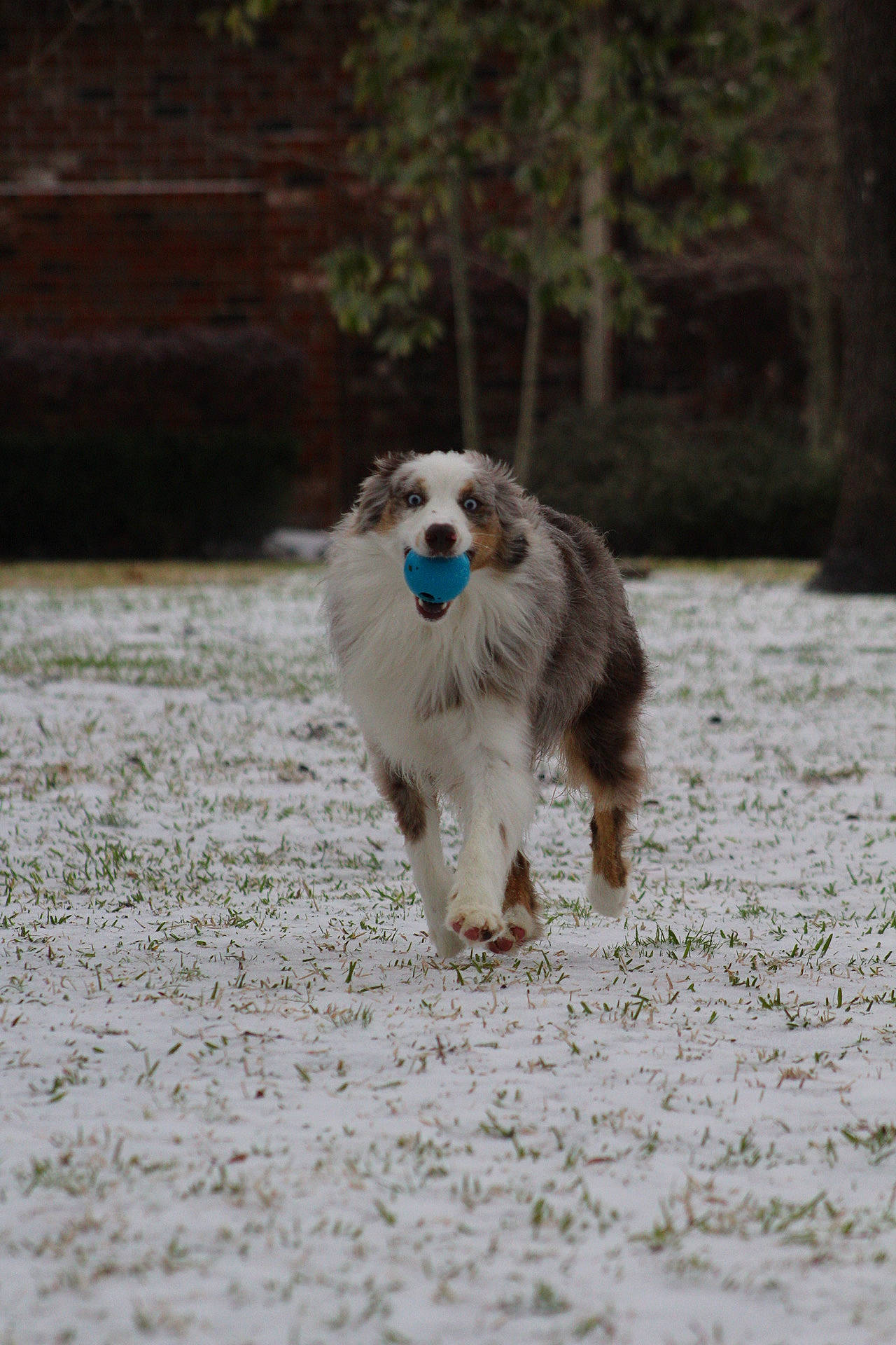 Griffin joined the competition — help win amazing prizes! ancient_dog_breeds, canidae, carnivore, companion_dog, dog, dog_breed, dog_sports, fawn, fur, gun_dog, recreation, sighthound, snout, sporting_group, tail, terrestrial_animal, tree, winter, working_animal, working_dog