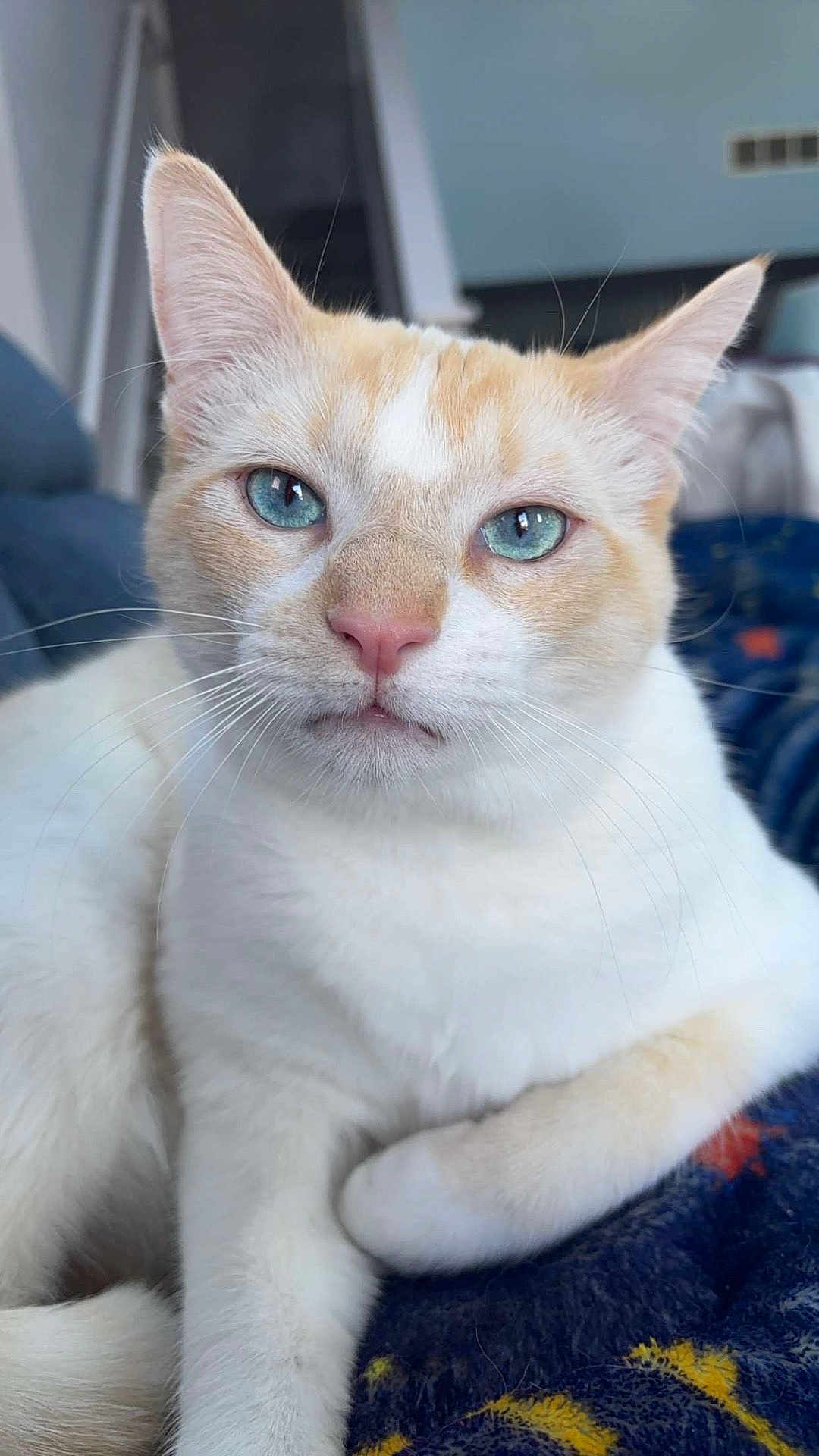 Juno