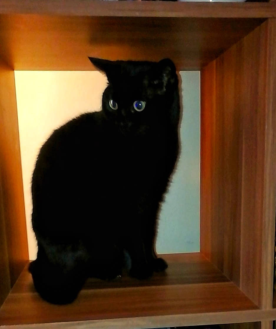 Chiquita is registered to the contest to win money with this photo: black_cat, carnivore, cat, felidae, floor, flooring, fur, hardwood, laminate_flooring, mammal, plywood, small_to_medium_sized_cats, snout, tail, varnish, vertebrate, whiskers, wood, wood_flooring, wood_stain