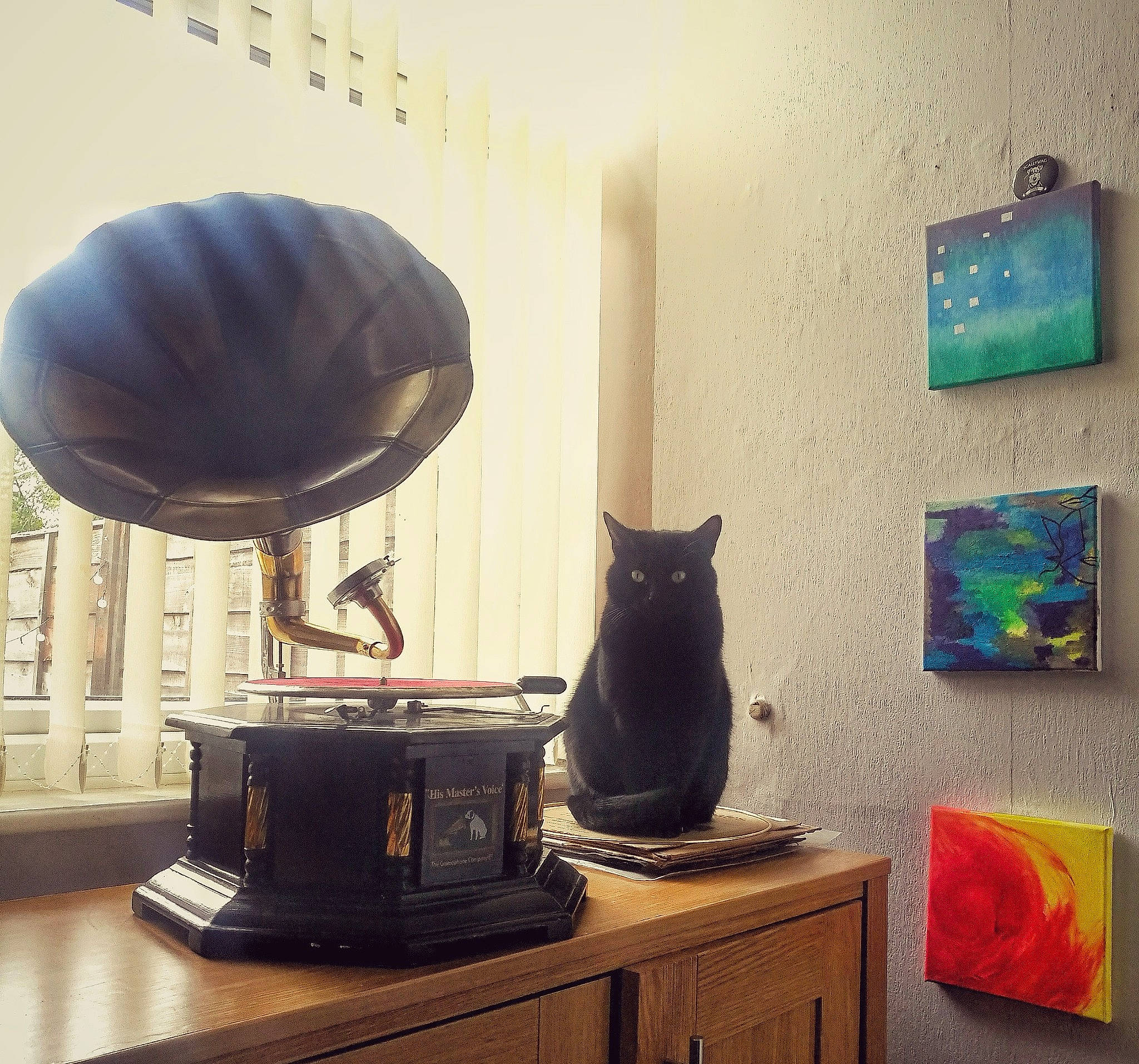 Chiquita joined the competition — help win amazing prizes! art_paint, ball, black_cat, cabinetry, carnivore, cat, desk, drawer, felidae, interior_design, lamp, paint, room, sideboard, small_to_medium_sized_cats, sphere, still_life_photography, teal, whiskers