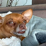 Pebbles joined the competition — help win amazing prizes! dog, brown_dog, small_dog, pet, blanket, cozy, indoor, fur, ears, teeth, face, expression, couch, home, comfort, animal, snout, resting, closeup, cute