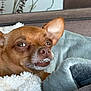 dog, brown_dog, small_dog, pet, blanket, cozy, indoor, fur, ears, teeth, face, expression, couch, home, comfort, animal, snout, resting, closeup, cute