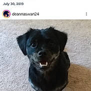 Booster is registered to the contest to win money with this photo: dog, black_dog, pet, carpet, indoor, animal, cute, looking_up, ears, mouth_open, fur, canine, companion, friendly, adorable, home, small_dog, sitting, waiting, playful