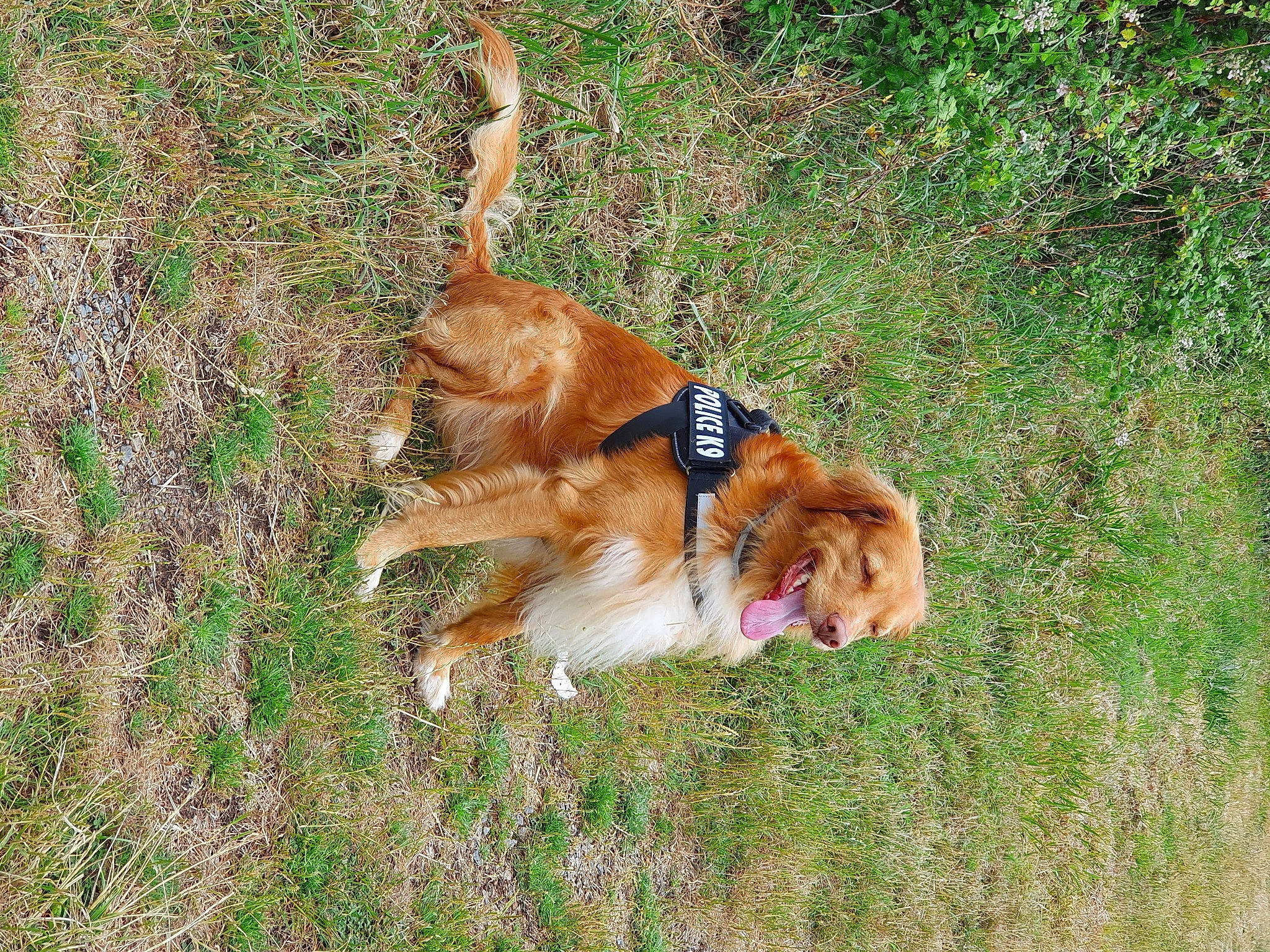 Marley a rejoint le concours — aidez-le/la à gagner de superbes lots ! canidae, carnivore, companion_dog, dog, dog_breed, fur, grass, gun_dog, plant, tail, terrestrial_animal, working_dog