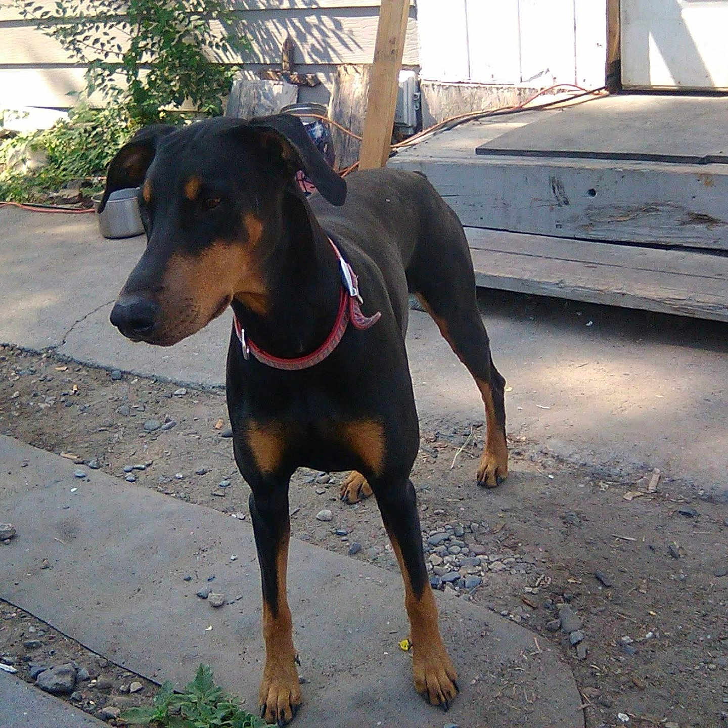 Jessie joined the competition — help win amazing prizes! accessories, animal, appenzeller, backyard, canine, dog, grass, hound, leash, nature, outdoors, path, pet, plant, puppy, sidewalk, slate, strap, walkway, yard