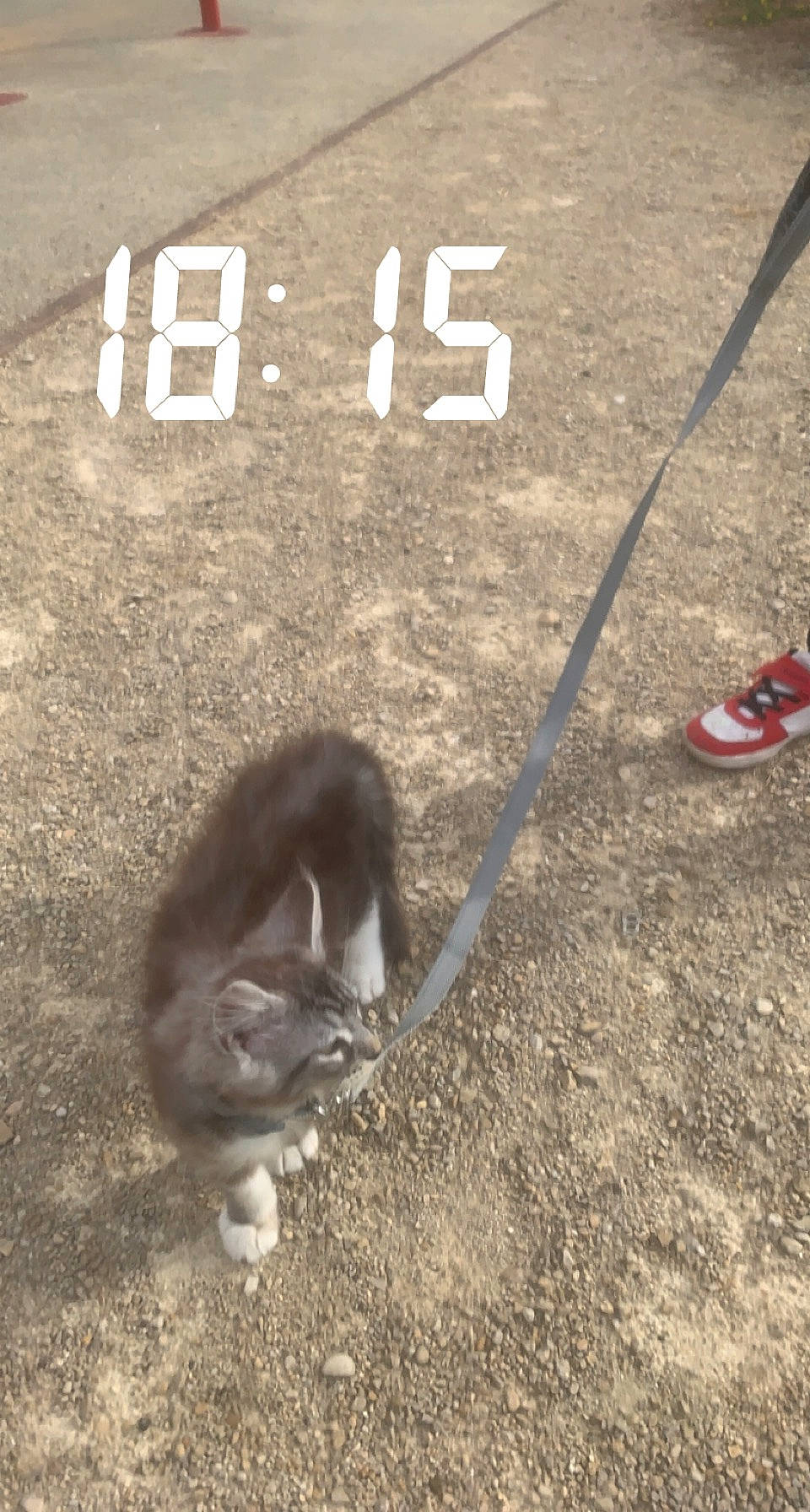 Thiphus participe au concours pour gagner de l'argent avec cette photo : asphalt, carnivore, cat, companion_dog, dog_breed, fawn, felidae, flooring, grass, mammal, road_surface, shadow, sidewalk, small_to_medium_sized_cats, soil, tail, terrestrial_animal, vertebrate, whiskers, white