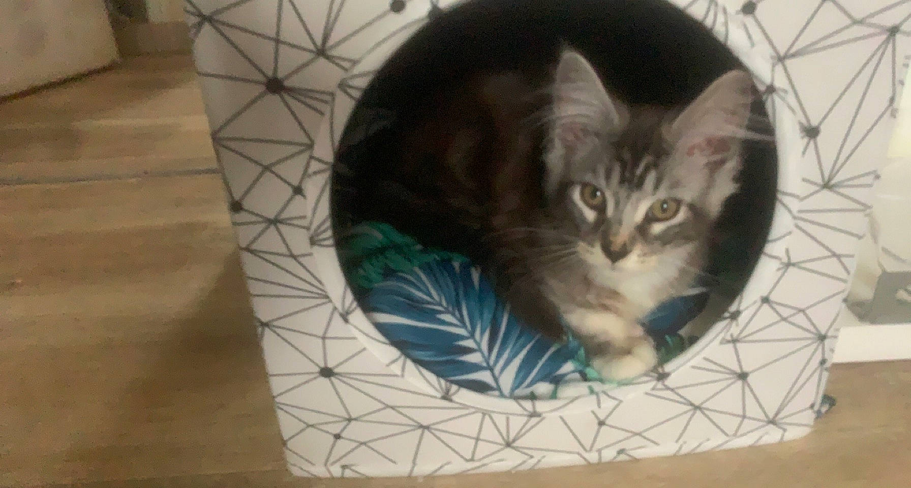 Thiphus participe au concours pour gagner de l'argent avec cette photo : animal_shelter, box, cardboard, carnivore, cat, cat_bed, cat_supply, circle, domestic_short_haired_cat, felidae, flooring, fur, packaging_and_labeling, pet_supply, shipping_box, small_to_medium_sized_cats, snout, tail, whiskers, window