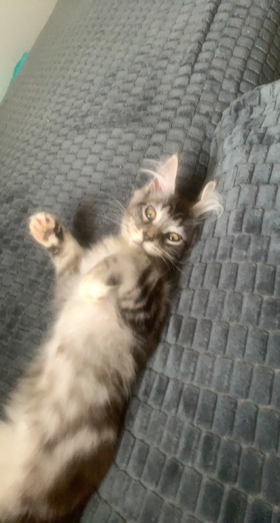 Thiphus participe au concours pour gagner de l'argent avec cette photo : canidae, carnivore, cat, claw, comfort, domestic_short_haired_cat, felidae, fur, grey, maine_coon, paw, small_to_medium_sized_cats, tail, terrestrial_animal, whiskers, wood