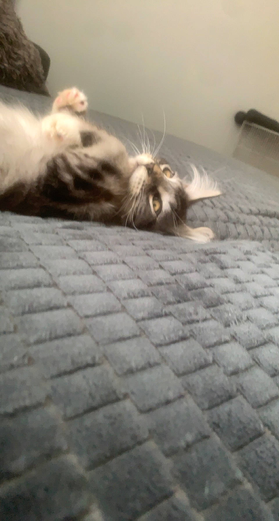 Thiphus participe au concours pour gagner de l'argent avec cette photo : carnivore, cat, cloud, comfort, companion_dog, dog_breed, fawn, felidae, floor, flooring, grey, hardwood, human_leg, road_surface, sky, small_to_medium_sized_cats, snout, tail, whiskers, wood