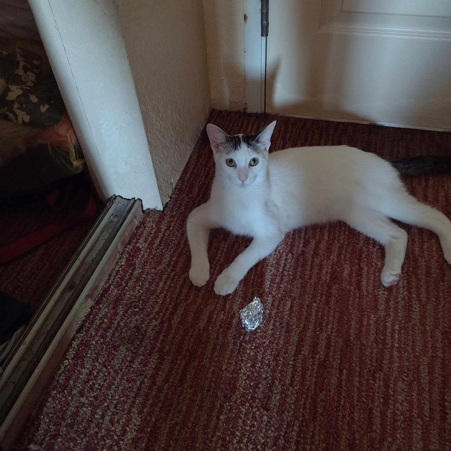 Joey is registered to the contest to win money with this photo: animal, carpet, cat, curious, domestic, door, ears, feline, floor, foil, four_legs, fur, home, indoor, looking, pet, resting, tail, whiskers, white_cat