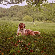 Visky a rejoint le concours — aidez-le/la à gagner de superbes lots ! dog, grass, tree, leaves, autumn, nature, outdoor, forest, animal, pet, collar, relaxing, scenic, greenery, landscape, canine, summer, peaceful, field, wildlife