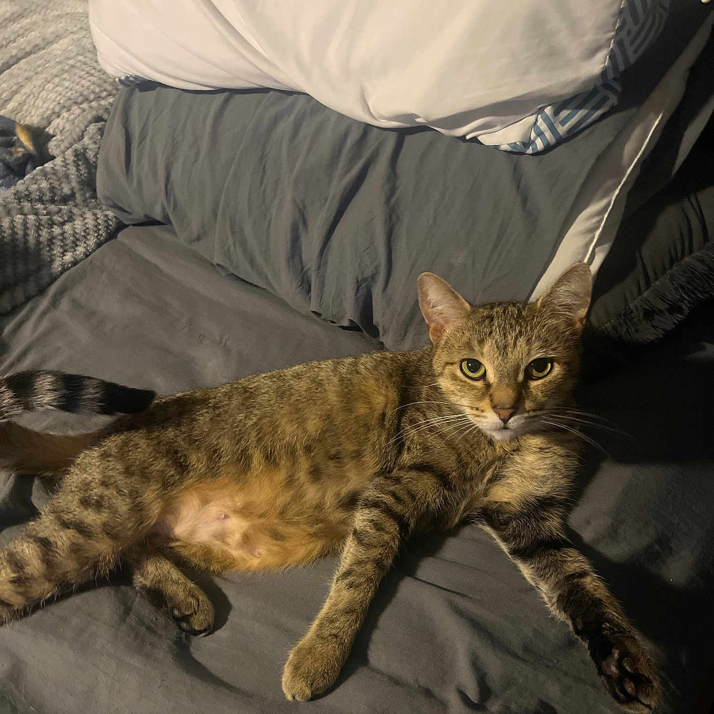 Beige is registered to the contest to win money with this photo: animal, bed, cat, cozy, cute, domestic, feline, fur, gray_sheets, indoor, looking_at_camera, lying_down, pet, pillow, relaxed, resting, striped, tabby, tail, whiskers