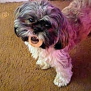 Papaya is registered to the contest to win money with this photo: animal, black_fur, brown_carpet, carpet, chew_toy, companion, cute, dog, domestic, floor, fur, house, indoor, looking_up, pet, playful, small_dog, standing, toy, white_fur