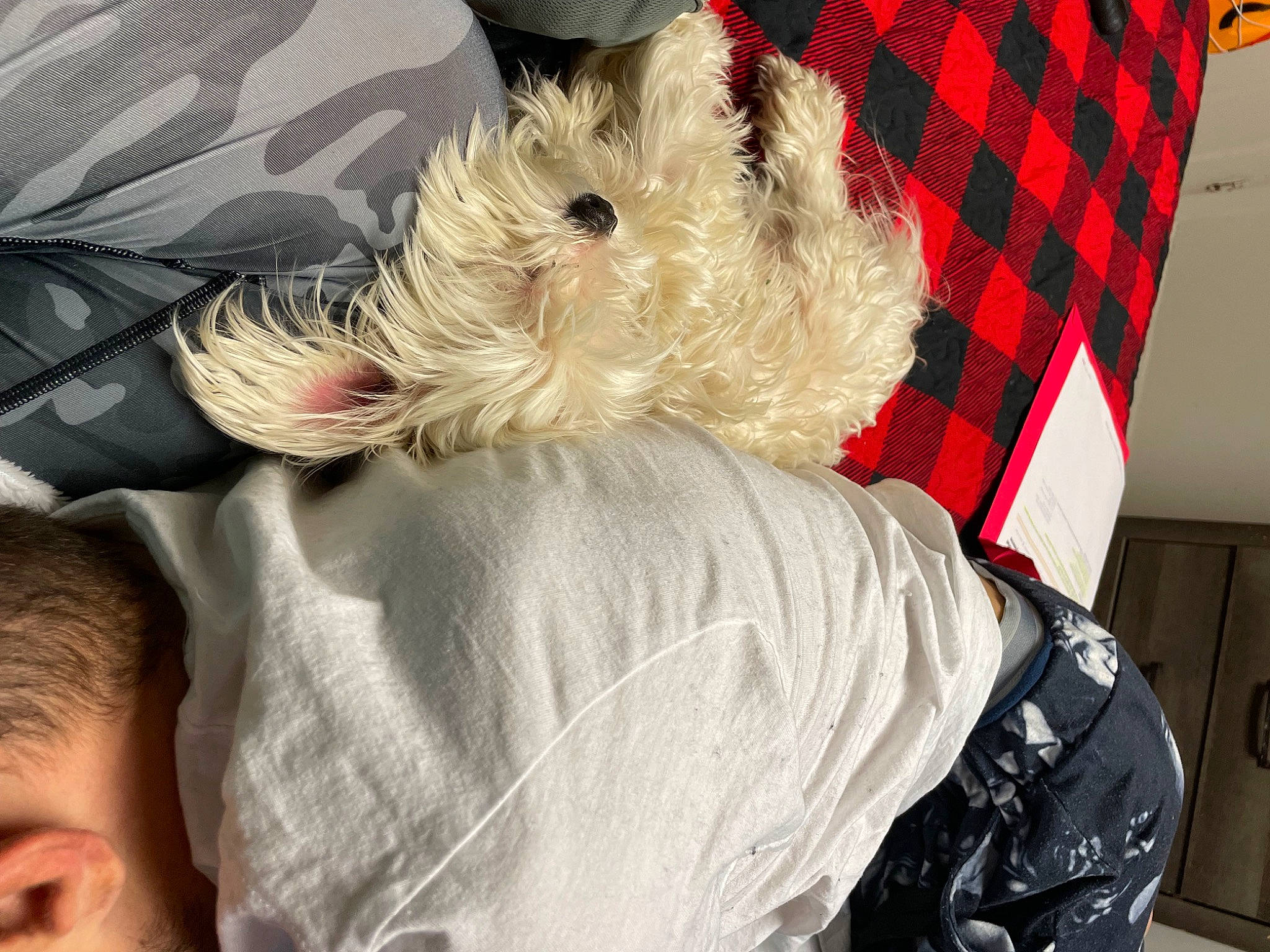 Atlas is registered to the contest to win money with this photo: canidae, carnivore, comfort, companion_dog, dog, dog_breed, dog_clothes, dog_supply, fawn, fur, pattern, plaid, sitting, small_terrier, snout, sporting_group, tartan, terrier, toddler, toy_dog