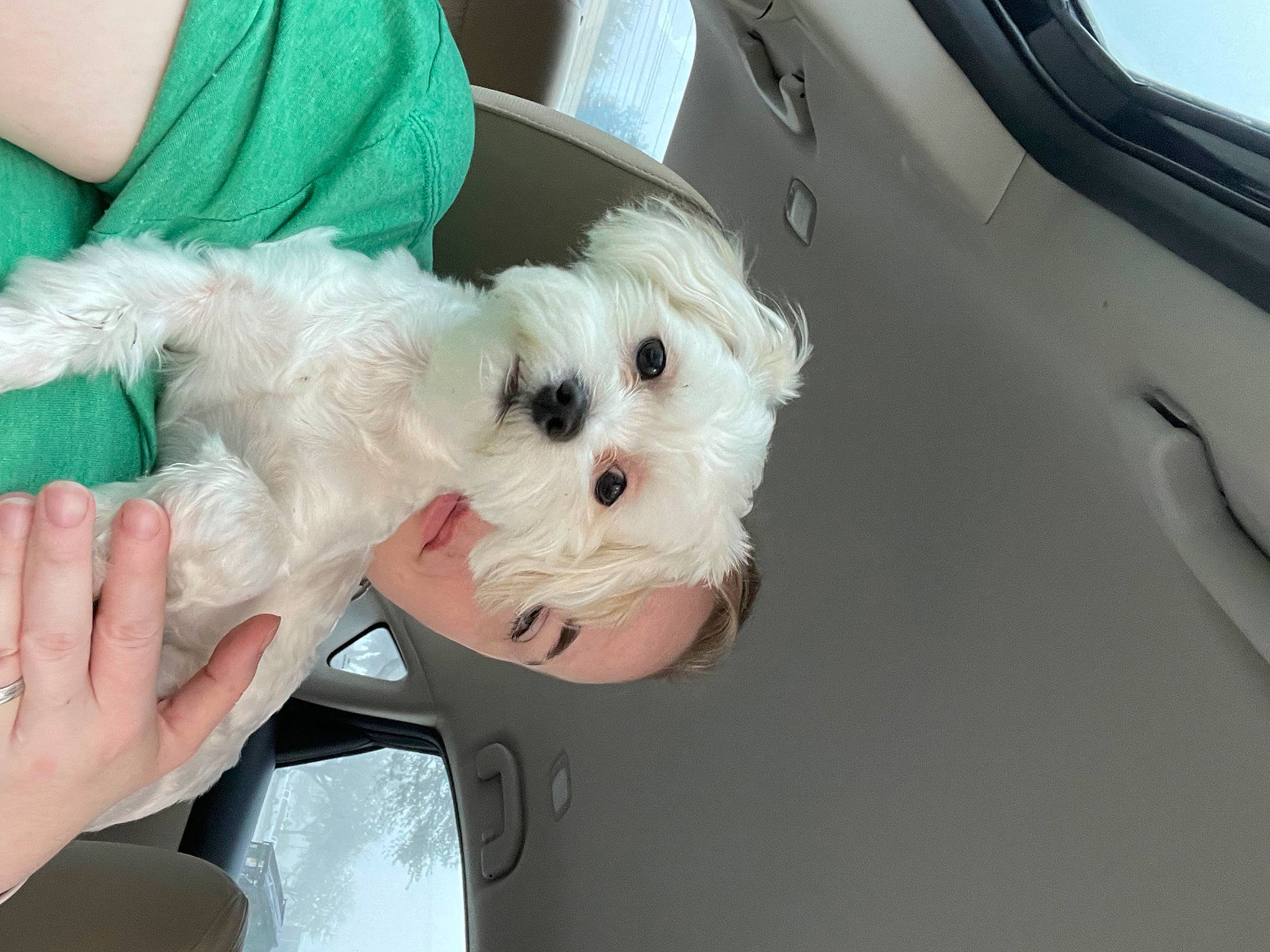 Atlas joined the competition — help win amazing prizes! canidae, carnivore, collar, companion_dog, dog, dog_breed, dog_clothes, dog_collar, dog_supply, small_terrier, sporting_group, stuffed_toy, sunglasses, terrier, tie, toy, toy_dog, vehicle, white, working_animal