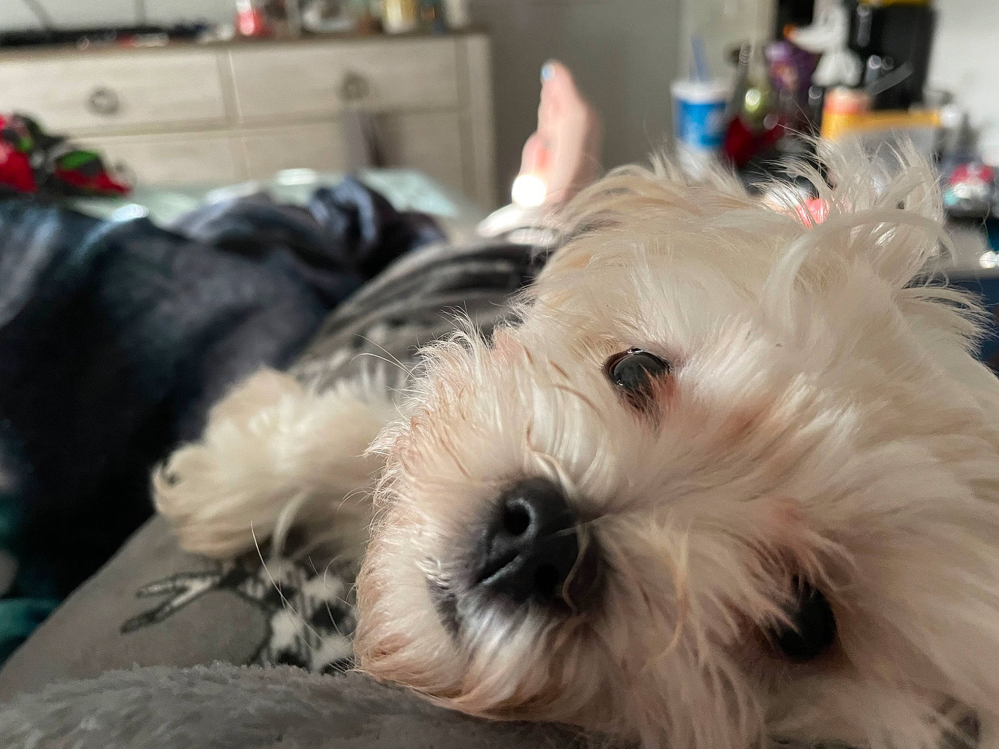 Atlas is registered to the contest to win money with this photo: carnivore, companion_dog, dog, dog_breed, eye, flooring, fur, maltepoo, non_sporting_group, poodle_crossbreed, puppy, shih_poo, small_terrier, snout, sporting_group, terrier, toy_dog, working_animal