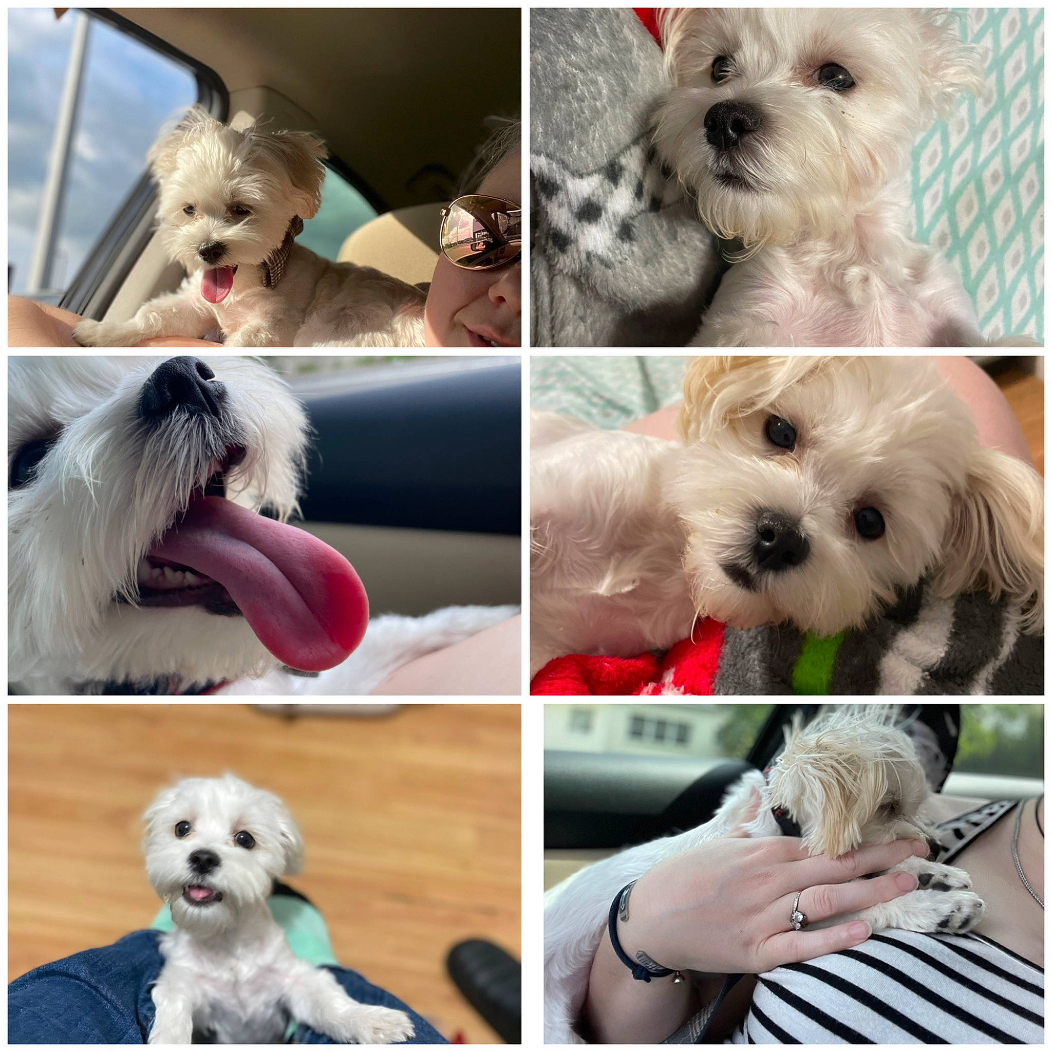 Atlas is registered to the contest to win money with this photo: art, carnivore, collage, collar, companion_dog, dog, dog_breed, dog_collar, dog_supply, eyewear, facial_expression, fur, happy, mammal, photograph, selfie, snapshot, snout, toy_dog, vertebrate