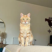 Foxy a rejoint le concours — aidez-le/la à gagner de superbes lots ! animal, cat, couch, curious, decor, domestic_cat, ears, feline, furniture, indoor, living_room, mirror, orange_tabby, pet, portrait, radiator, sitting, vase, wall_art, whiskers