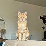 animal, cat, couch, curious, decor, domestic_cat, ears, feline, furniture, indoor, living_room, mirror, orange_tabby, pet, portrait, radiator, sitting, vase, wall_art, whiskers