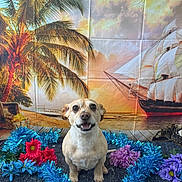 Apollo is registered to the contest to win money with this photo: artificial_flowers, backdrop, blue_tinsel, colorful, cute, decorations, dog, festive, holiday_theme, indoor, palm_tree, pet, portrait, purple_flowers, red_flowers, sailing_ship, sitting, small_dog, smiling_dog, sunset