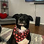 Molly joined the competition — help win amazing prizes! dog, indoor, bandana, heart_pattern, black_and_white, pet, floor_rug, living_room, television, wooden_floor, furniture, sitting, cute, collar, heart_shaped_pillow, decor, shelf, speaker, calm, domestic