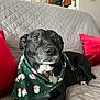 Molly joined the competition — help win amazing prizes! dog, black_dog, bandana, christmas, holiday, santa_claus, candy_cane, couch, quilted, red_pillow, pet, indoor, relaxed, portrait, canine, domestic_animal, fur, whiskers, collar, tag