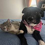 Molly is registered to the contest to win money with this photo: cat, dog, bed, blue_bedspread, tabby_cat, black_dog, bandana, pet, indoor, relaxed, paw, animal_companions, furniture, home, window, curtains, collar, cute, friendship, resting