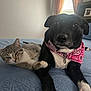 cat, dog, bed, blue_bedspread, tabby_cat, black_dog, bandana, pet, indoor, relaxed, paw, animal_companions, furniture, home, window, curtains, collar, cute, friendship, resting
