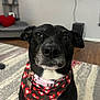 dog, black_dog, bandana, heart_pattern, collar, indoor, living_room, rug, couch, pillow, wooden_floor, furniture, pet, close_up, portrait, cute, animal, pet_accessory, floor, home_decor