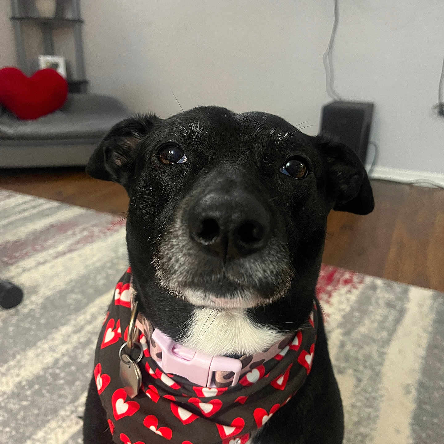 Molly joined the competition — help win amazing prizes! animal, bandana, black_dog, close_up, collar, couch, cute, dog, floor, furniture, heart_pattern, home_decor, indoor, living_room, pet, pet_accessory, pillow, portrait, rug, wooden_floor