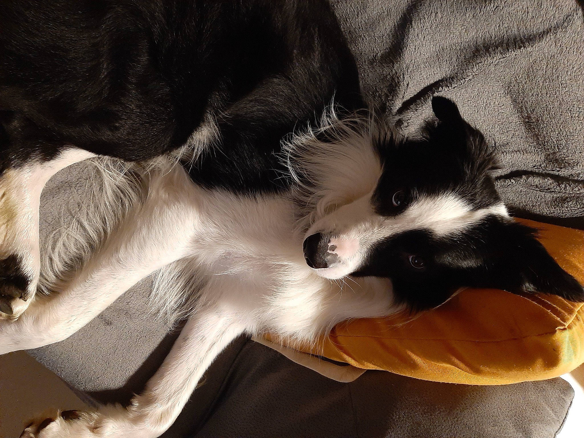 Mozart a rejoint le concours — aidez-le/la à gagner de superbes lots ! canidae, carnivore, cat, claw, comfort, companion_dog, dog_breed, domestic_short_haired_cat, felidae, foot, fur, human_leg, lap, paw, small_to_medium_sized_cats, snout, sporting_group, tail, whiskers, wildlife