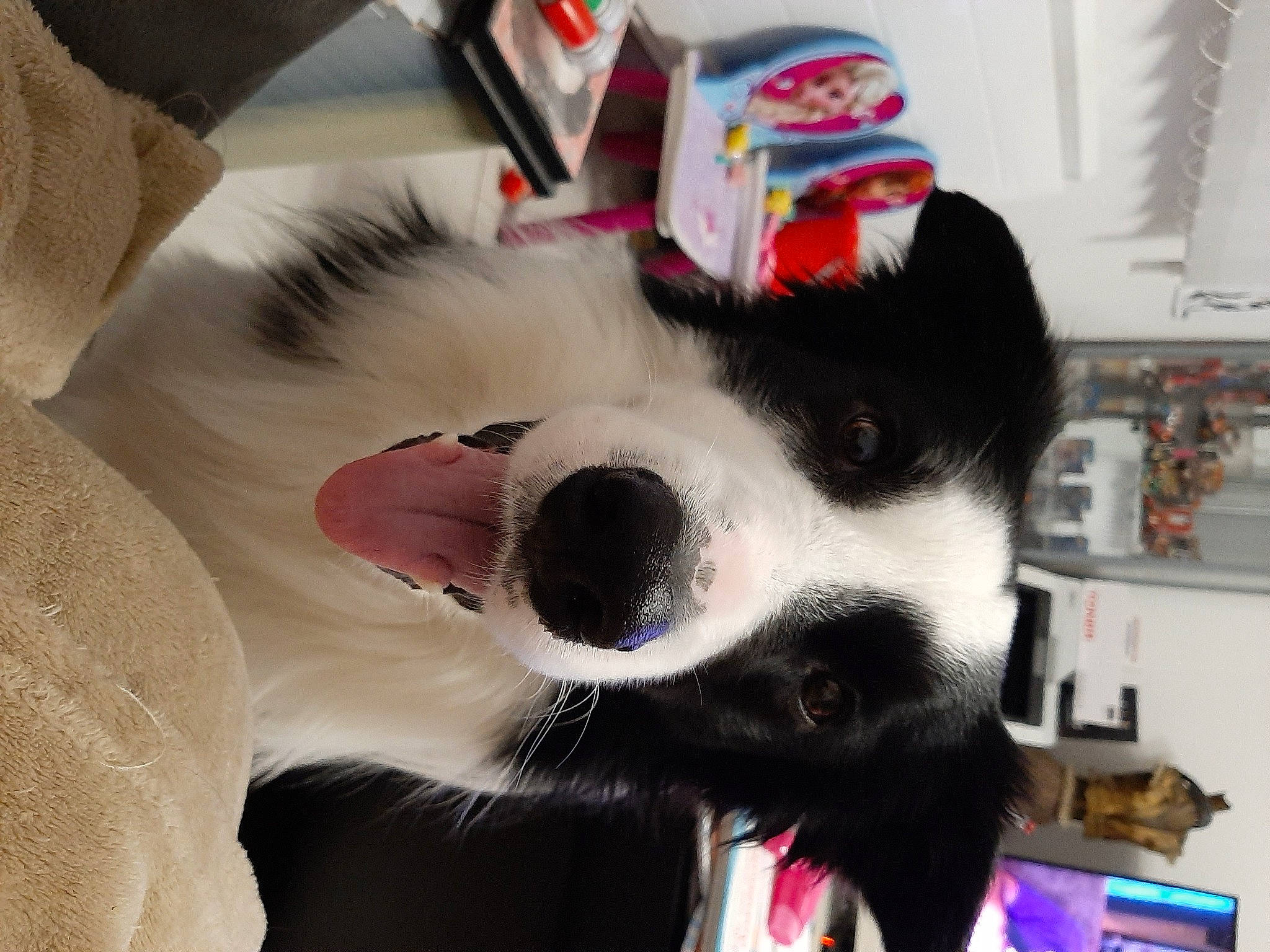 Mozart participe au concours pour gagner de l'argent avec cette photo : canidae, carmine, carnivore, collar, comfort, companion_dog, dog, dog_breed, dog_collar, dog_supply, fur, non_sporting_group, paw, shelf, snout, sporting_group, whiskers, working_animal, working_dog