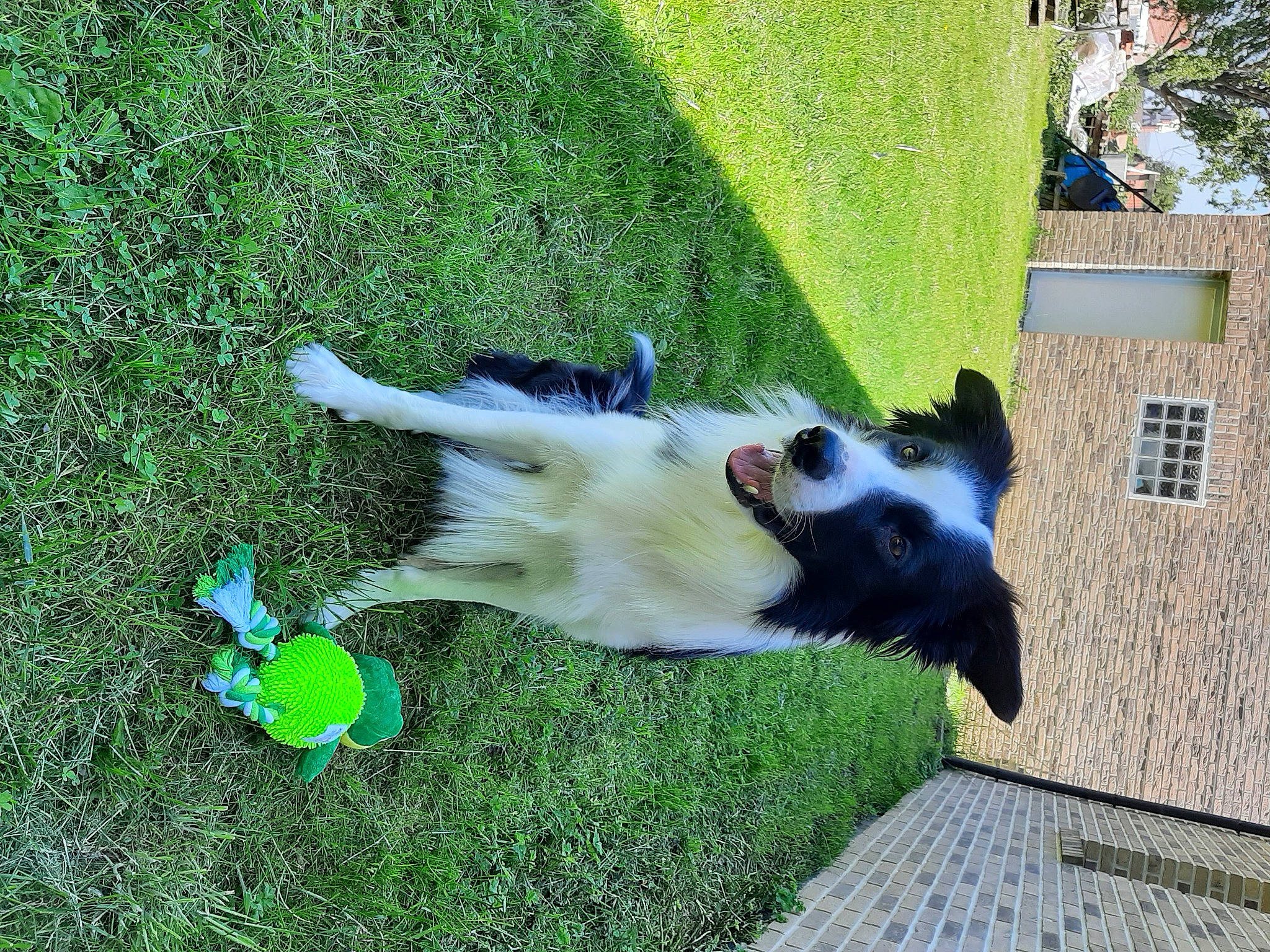 Mozart a rejoint le concours — aidez-le/la à gagner de superbes lots ! canidae, carnivore, companion_dog, dog, dog_breed, dog_supply, fawn, fun, grass, grass_family, green, groundcover, lawn, leisure, people_in_nature, plant, shadow, tail, tree, window