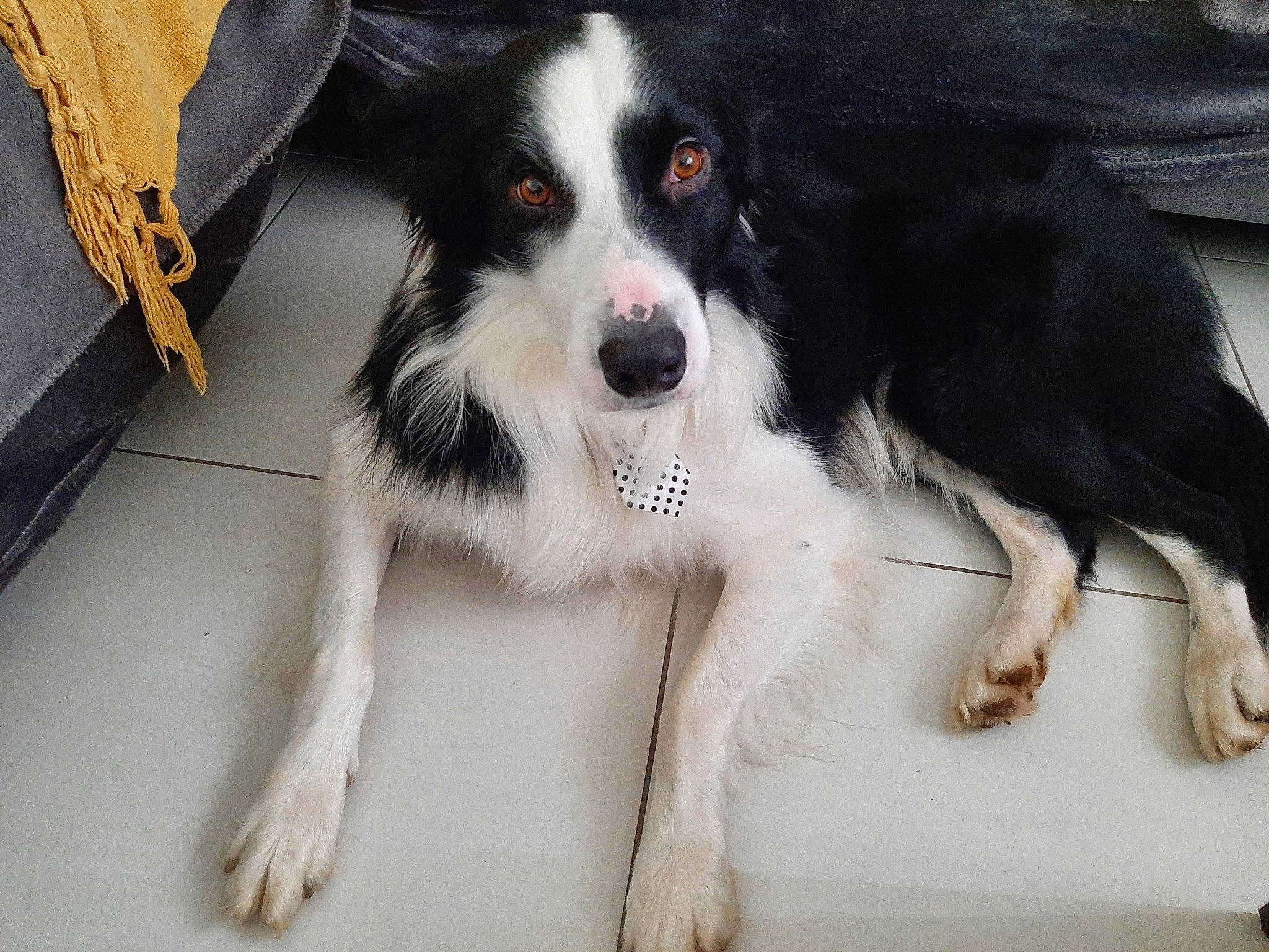 Mozart a rejoint le concours — aidez-le/la à gagner de superbes lots ! australian_collie, ball, border_collie, bored, canidae, carnivore, companion_dog, dog, dog_breed, fur, gun_dog, herding_dog, paw, snout, sporting_group, whiskers, working_animal, working_dog