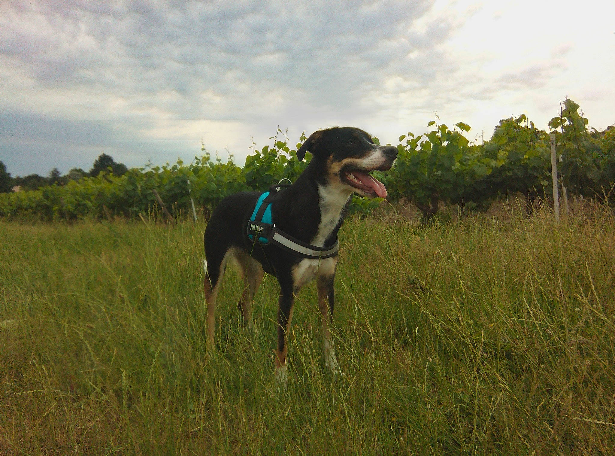 Louna participe au concours pour gagner de l'argent avec cette photo : adventure, canidae, carnivore, dog, dog_breed, galgo_espanol, grassland, greyhound, hortaya_borzaya, hunting_dog, lurcher, meadow, pasture, polish_greyhound, prairie, saluki, savanna, sighthound, sporting_group, vertebrate