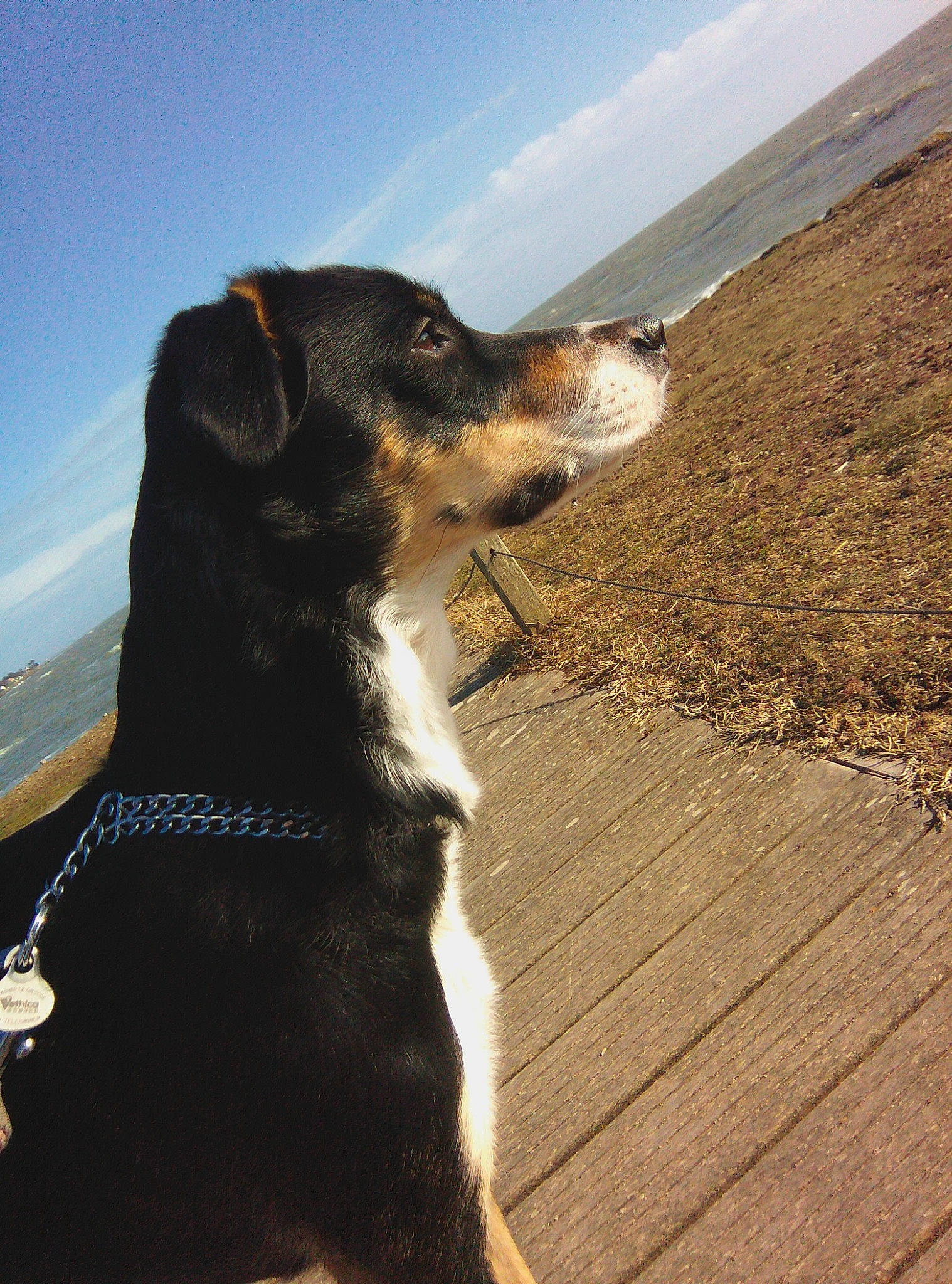 Louna a rejoint le concours — aidez-le/la à gagner de superbes lots ! appenzeller_sennenhund, canidae, carnivore, dog, dog_breed, english_shepherd, entlebucher_mountain_dog, huntaway, potcake_dog, sky, sporting_group, sunlight, working_dog