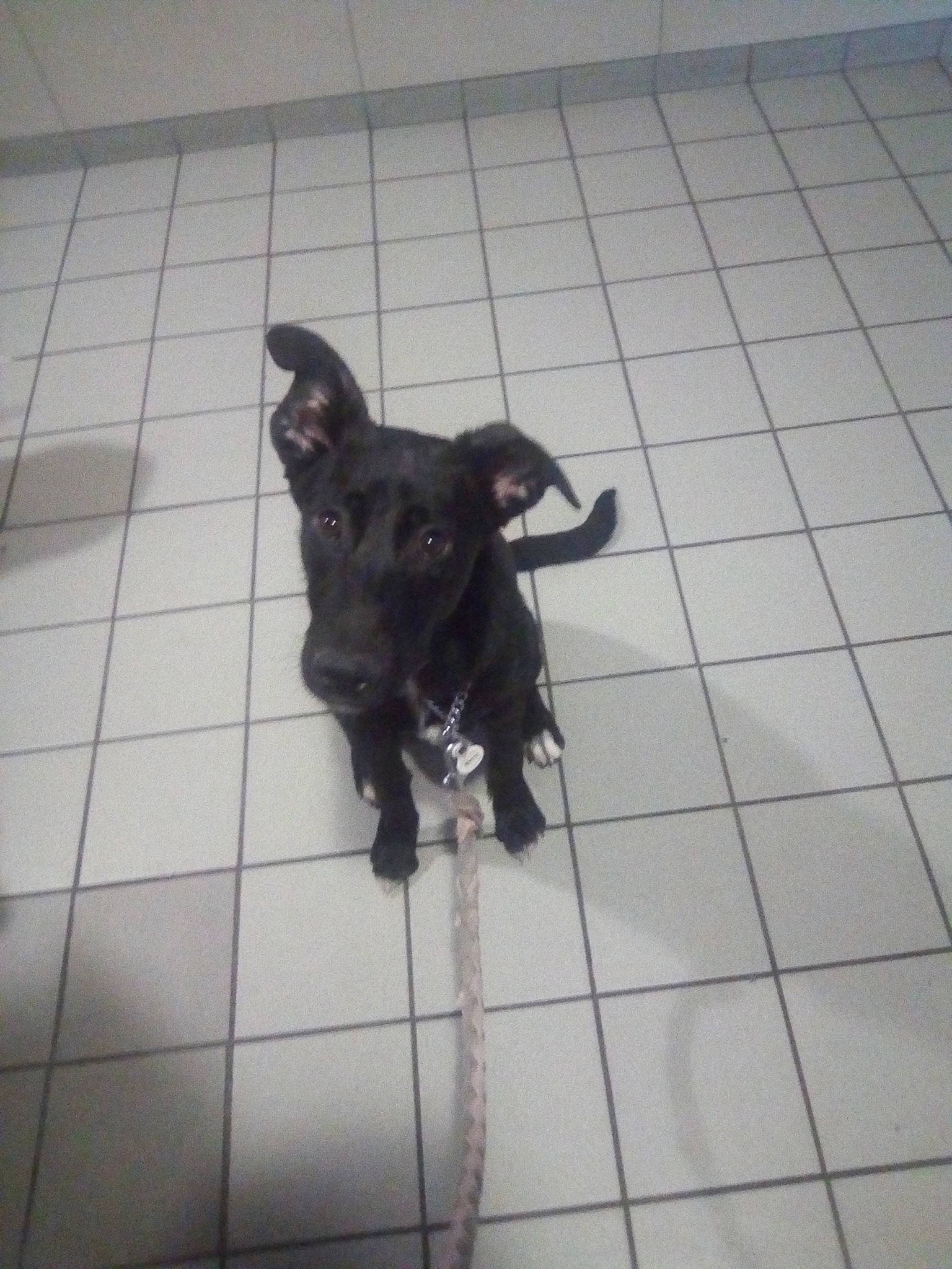 Nala a rejoint le concours — aidez-le/la à gagner de superbes lots ! canidae, carnivore, dog, dog_breed, formosan_mountain_dog, italian_greyhound, mammal, non_sporting_group, rare_breed_dog, snout, sporting_group, tile