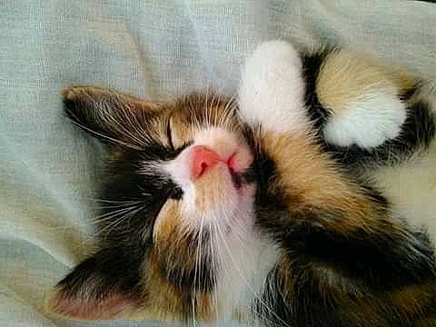 Lylou a rejoint le concours — aidez-le/la à gagner de superbes lots ! american_wirehair, asian, carnivore, cat, close_up, european_shorthair, facial_expression, felidae, fur, kitten, mammal, nap, norwegian_forest_cat, nose, paw, polydactyl_cat, small_to_medium_sized_cats, snout, tabby_cat, whiskers