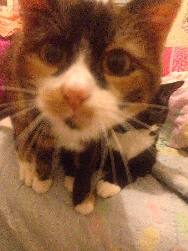 Lylou a rejoint le concours — aidez-le/la à gagner de superbes lots ! american_shorthair, american_wirehair, asian, carnivore, cat, cymric, domestic_long_haired_cat, domestic_short_haired_cat, european_shorthair, fawn, felidae, kitten, kurilian_bobtail, mammal, norwegian_forest_cat, polydactyl_cat, small_to_medium_sized_cats, snout, vertebrate, whiskers