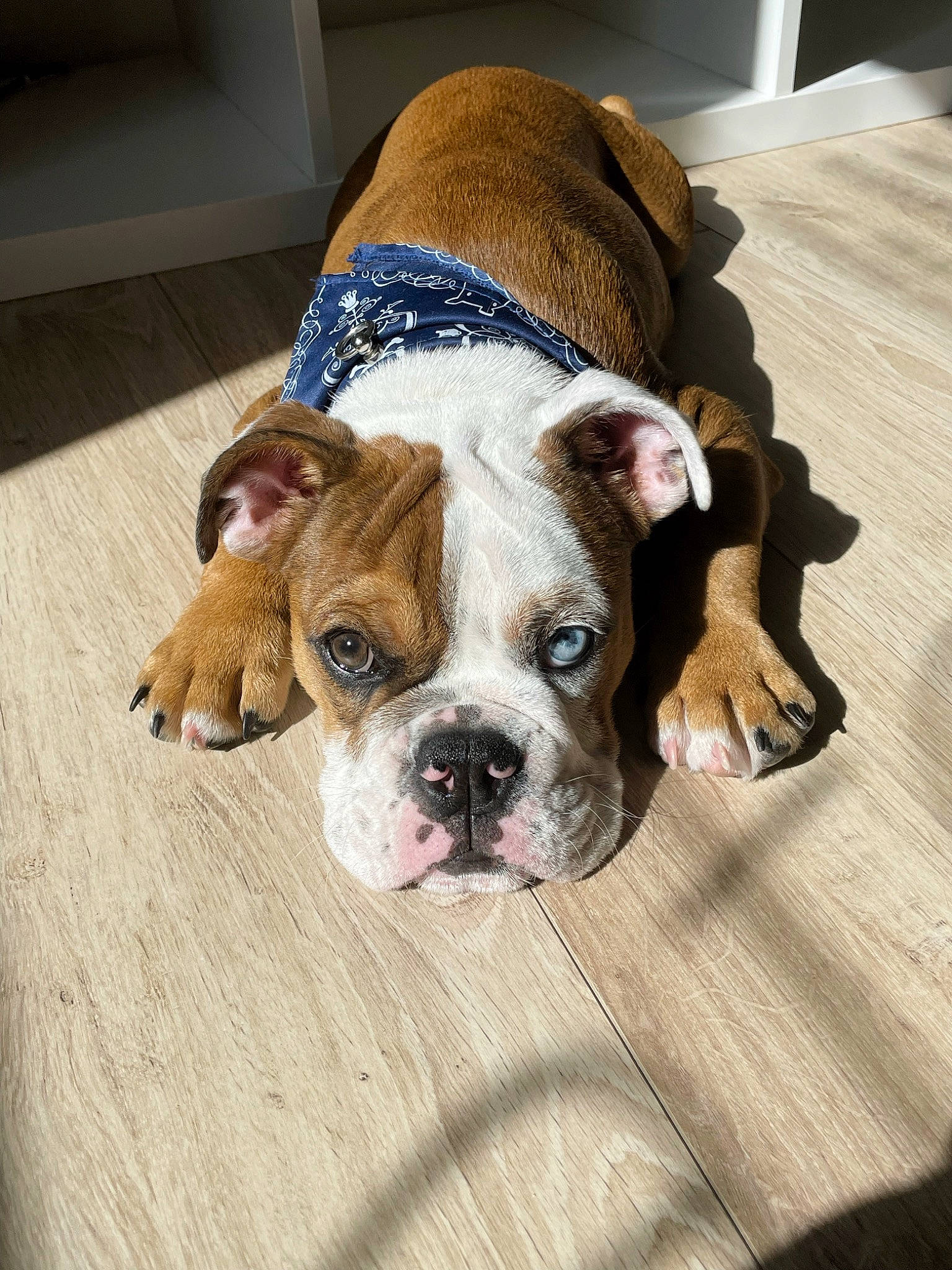 Marcel a rejoint le concours — aidez-le/la à gagner de superbes lots ! bulldog, canidae, carnivore, comfort, companion_dog, dog, dog_breed, fawn, flooring, fur, hardwood, non_sporting_group, puppy, snout, sporting_group, toy_dog, whiskers, wood, working_animal, wrinkle
