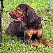 John Wayne is registered to the contest to win money with this photo: accessories, animal, backyard, beagle, bulldog, canine, dog, fence, field, grass, grassland, hound, labradorretriever, lawn, nature, outdoors, pet, plant, puppy, yard