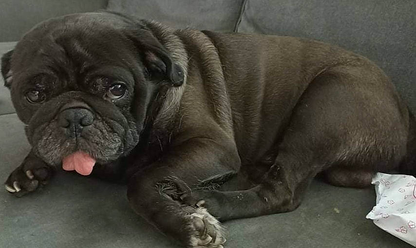 Tyron participe au concours pour gagner de l'argent avec cette photo : bored, canidae, carnivore, comfort, companion_dog, dog, dog_breed, fawn, grey, non_sporting_group, pug, puppy, snout, sporting_group, terrestrial_animal, toy_dog, whiskers, working_animal, working_dog, wrinkle