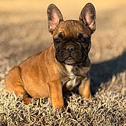 Hennessey is registered to the contest to win money with this photo: animal, brown, canine, cute, daylight, dog, ears, french_bulldog, fur, grass, mammal, nature, outdoor, pet, portrait, puppy, sitting, small, sunlight, young