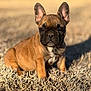 animal, brown, canine, cute, daylight, dog, ears, french_bulldog, fur, grass, mammal, nature, outdoor, pet, portrait, puppy, sitting, small, sunlight, young