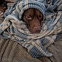 bed, blanket, brown_dog, comfort, cozy, dog, fur, home, indoor, nap, pet, plush, relaxed, resting, sleepy, snuggled, soft, striped_blanket, warm, wrapped