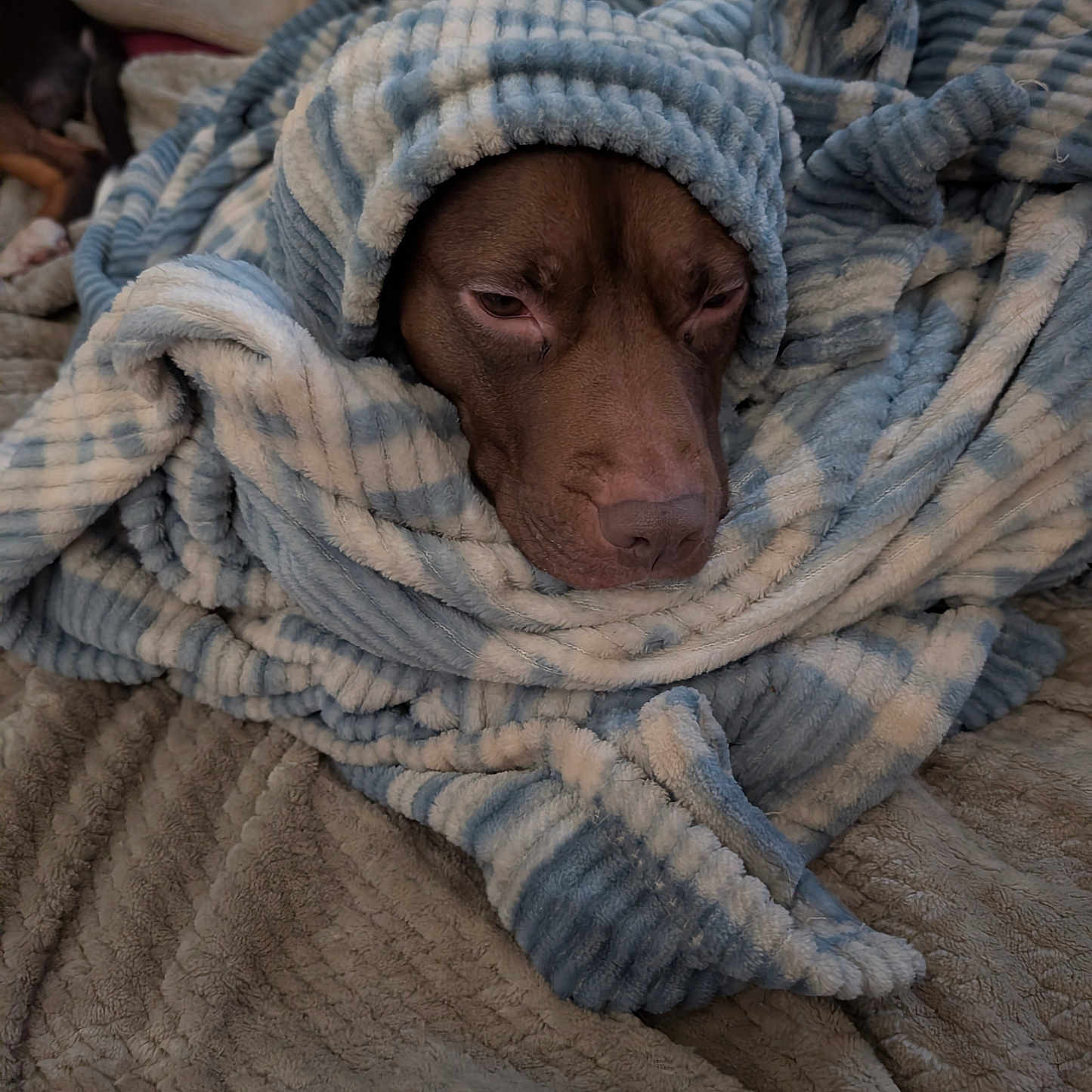 Molly joined the competition — help win amazing prizes! bed, blanket, brown_dog, comfort, cozy, dog, fur, home, indoor, nap, pet, plush, relaxed, resting, sleepy, snuggled, soft, striped_blanket, warm, wrapped