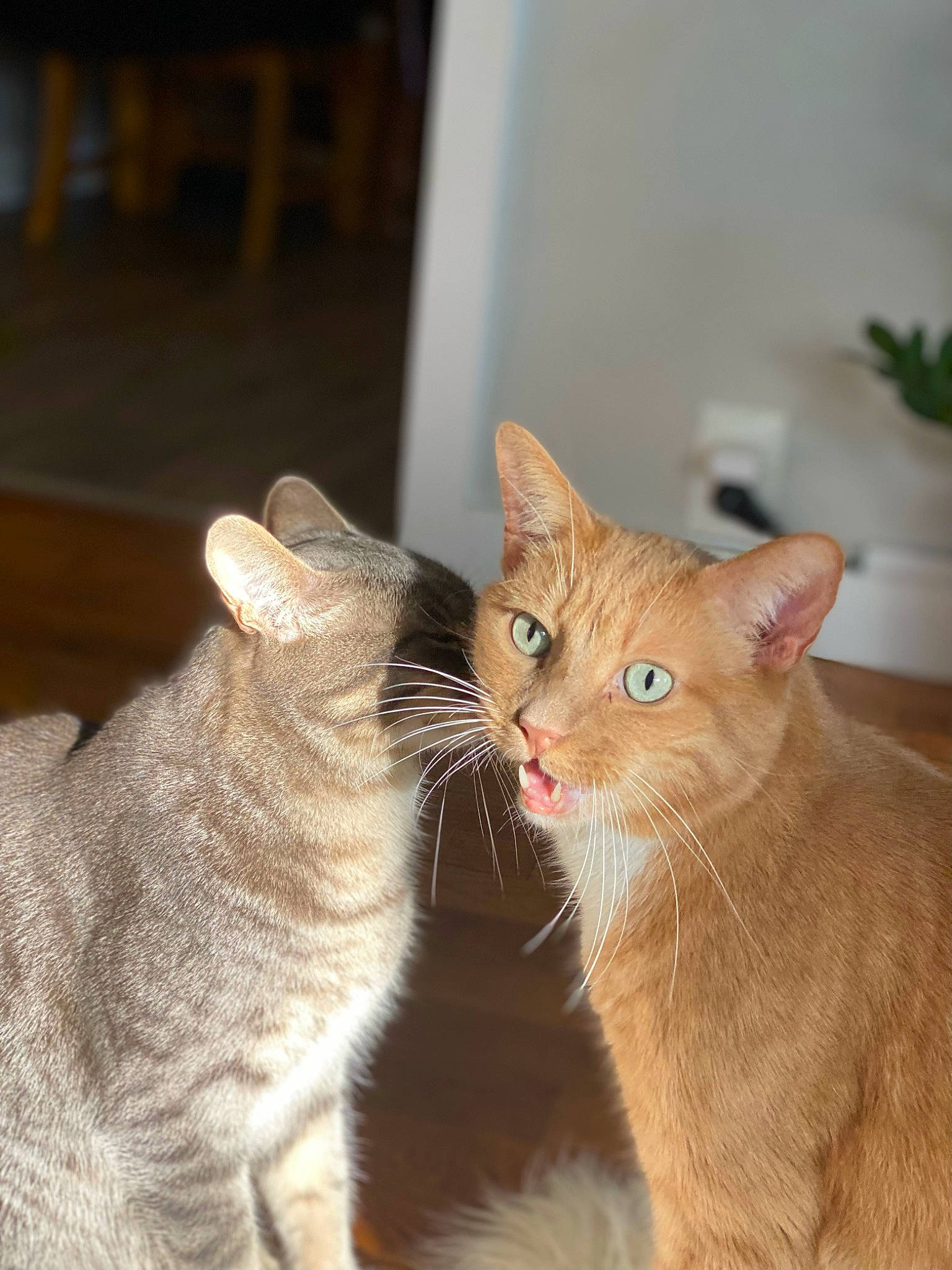 Milo joined the competition — help win amazing prizes! carnivore, cat, claw, domestic_short_haired_cat, fawn, felidae, flowerpot, foot, fur, gesture, houseplant, paw, plant, sitting, small_to_medium_sized_cats, snout, tail, terrestrial_animal, whiskers, window