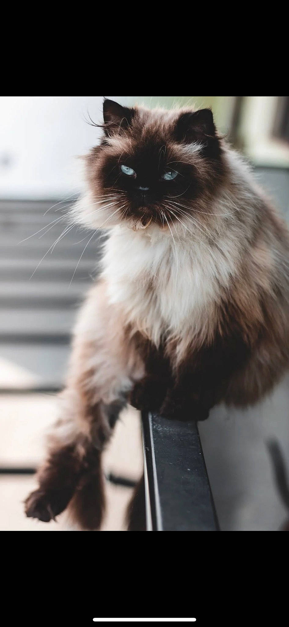 Boe joined the competition — help win amazing prizes! balinese, birman, carnivore, cat, fawn, felidae, fur, persian, ragdoll, siamese, small_to_medium_sized_cats, snout, tail, terrestrial_animal, whiskers