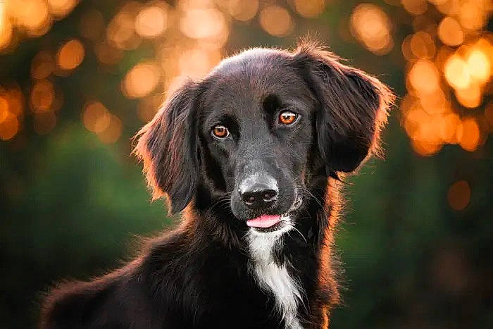 Nia is registered to the contest to win money with this photo: borador, carnivore, companion_dog, darkness, dog, dog_breed, fur, grass, gun_dog, plant, snout, sporting_group, tree, whiskers, working_dog