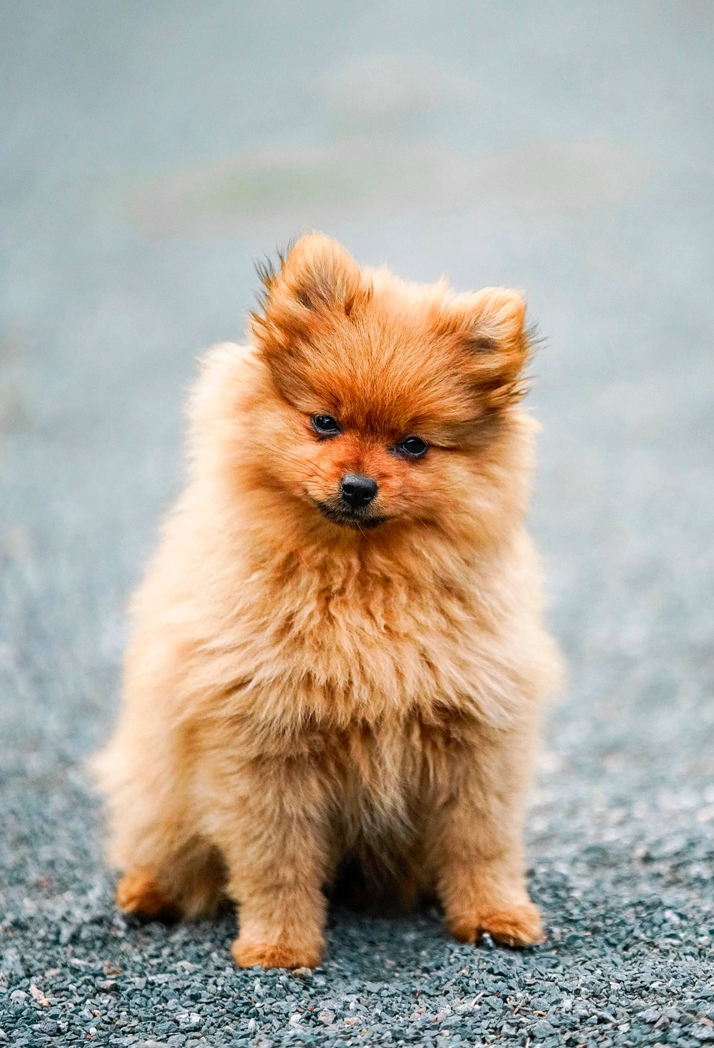 Arlo is registered to the contest to win money with this photo: canidae, carnivore, claw, companion_dog, dog, dog_breed, fawn, fur, german_spitz, non_sporting_group, paw, puppy, road_surface, snout, spitz, sporting_group, tail, terrestrial_animal, toy_dog, whiskers